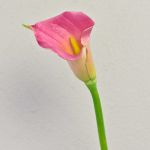 Künstliche Zantedeschie TALEA, pink, 65cm, 9x11cm