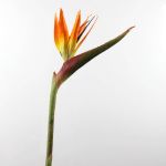 Kunst Paradiesvogelblume CHAYA, orange-violett, 95cm, 17x24cm