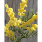 Künstlicher Mimosenzweig BENRIKE, Blüten, gelb, 40cm, Ø3cm
