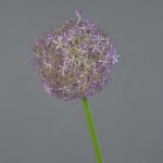 Künstlicher Allium SAMARA, lila, 75cm, Ø12cm