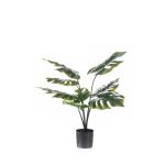 Dekopflanze Philodendron Monstera Deliciosa TREA, 60cm