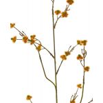 Künstliche Stirlingia latifolia COLLAN, orange, 85cm, Ø1cm