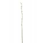 Dekozweig Kätzchenweide DAFINO mit Blüten, weiß, 105cm