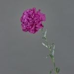 Künstliche Nelke NIRUSHA, violett, 65cm, Ø9cm