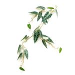 Deko Alocasia Sanderiana Girlande SEISHIN, grün-weiß, 110cm