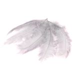 Naturdeko Straußenfedern PIPPIN, 5 Stück, hellgrau, 55-70cm