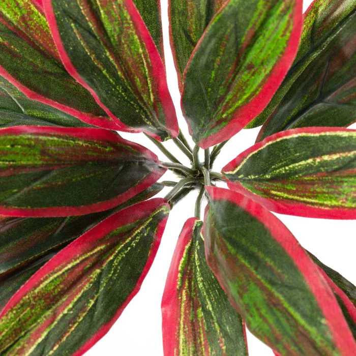 glücksfeder grün Zamioculcas Zamiifolia Glücksfeder – vielgrün