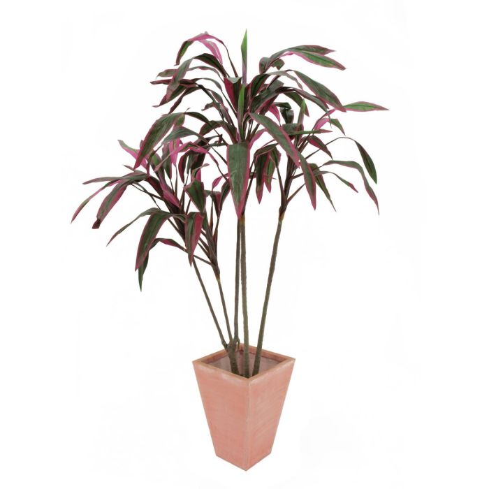Dracaena, getopft, grn-rot, 150cm