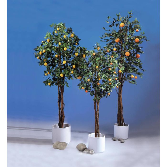 Orangenbaum mit Naturstamm, 1240 Bltter, Frchte, 180cm