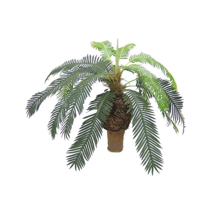 Cycus Palme mit 16 Wedeln, dicker Knollenstamm, 60cm