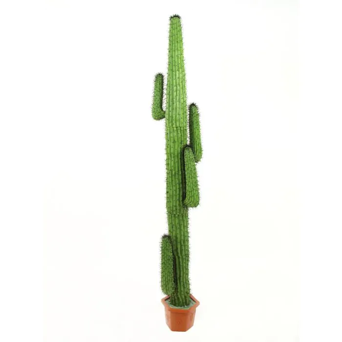 Mexikanischer Kaktus, grn, 230cm