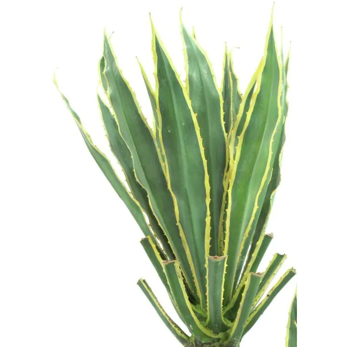 bambus düngen wann Bambus Dünger Flora Boost für gesunde und prächtige Bambuspflanzen main image 0