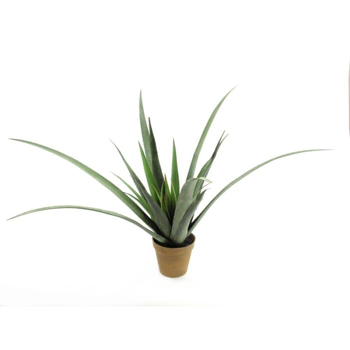 Aloe-Vera Pflanze im Topf, 24 Bltter, 65cm