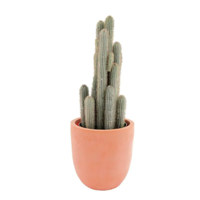 Fingerkaktus im Topf, beflockt, 90 cm