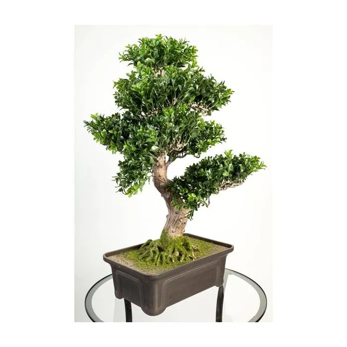 efeu blühend Großblättriger Irischer Efeu kaufen | Hedera hibernica main image 1
