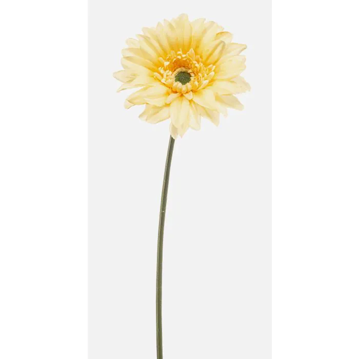 pampasgras schneiden oder nicht pflanzen, überwintern und richtig Shell:Burnt Yellow