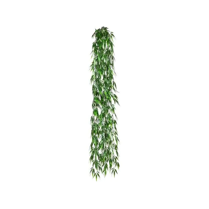 cactus compositum Cactus Compositum