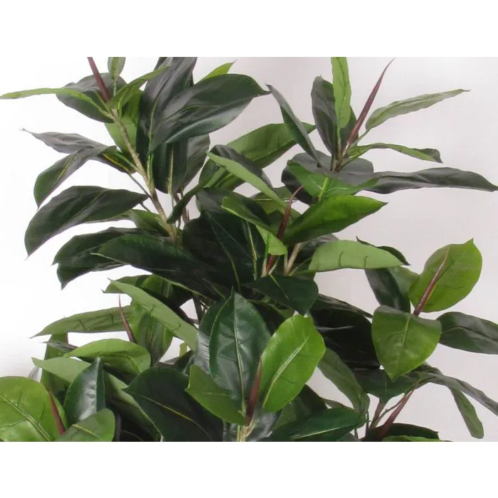 monstera deliciosa small Monstera Deliciosa (Swiss Cheese Plant) main image 0