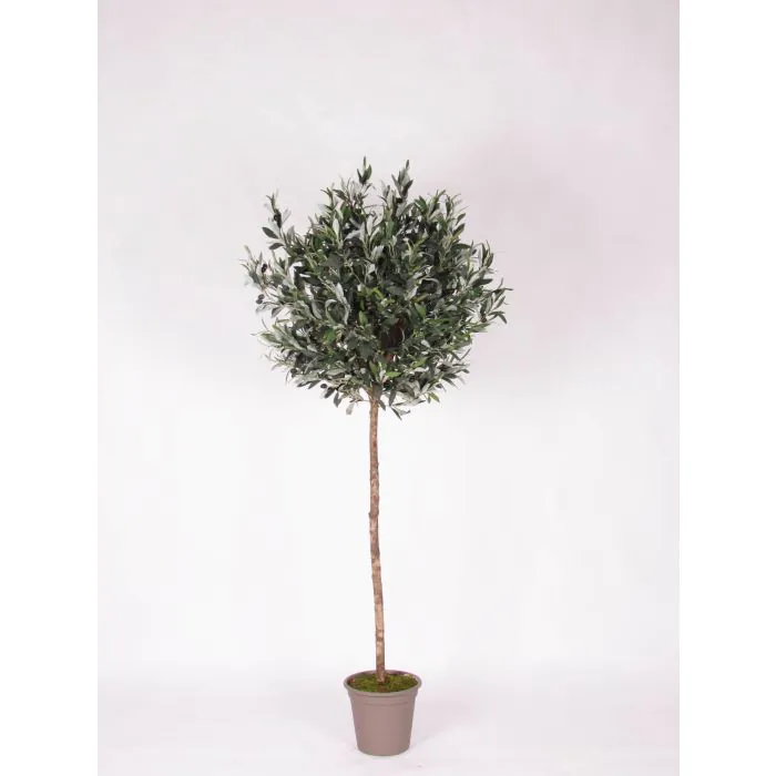 rhododendron kaufen amazon Rhododendron weiß kaufen | Rhododendron 'Cunninghams White'
