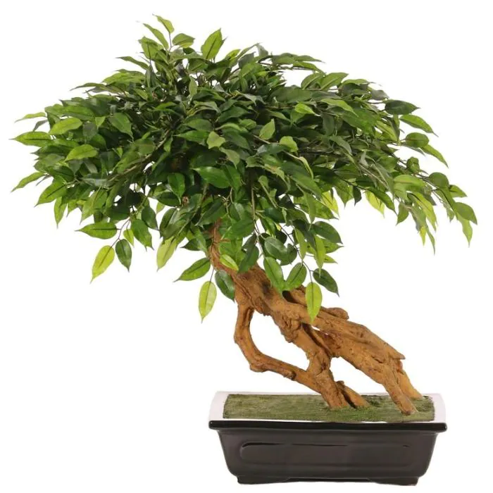 ficus microcarpa ginseng bonsai care Ficus Ginseng – Elegant Bonsai-Style Houseplant main image 1