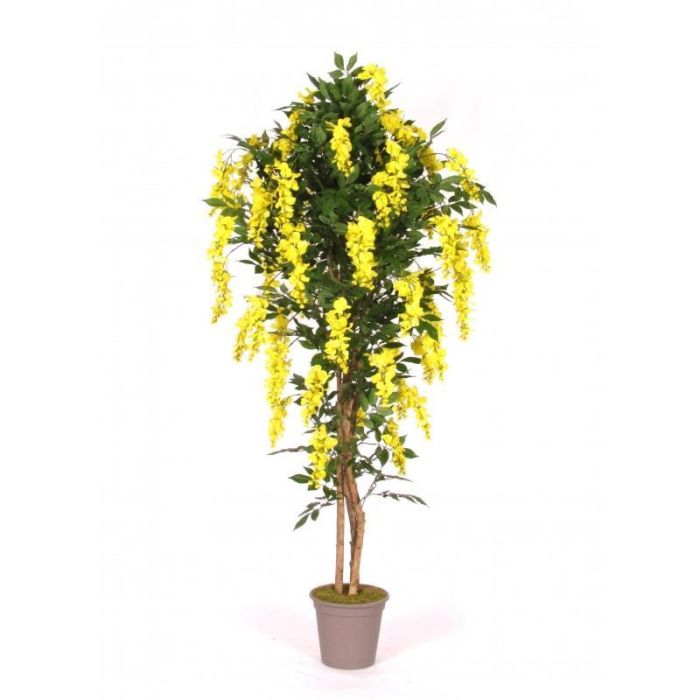 Deko Blauregen MALENKA, Natrliche Stmme, mit Blten, gelb, 200cm - Made  in Italy
