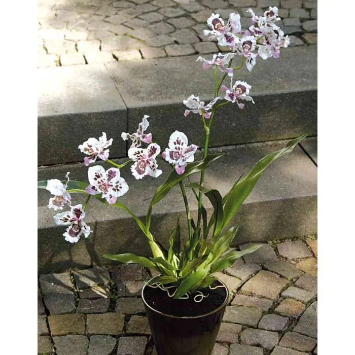 blumenwiese saatgut mehrjhrig Wildblumenmischung ein- und mehrjhrig kaufen?  Mulder Retail B.V