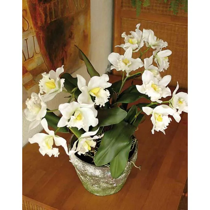 Orchidee Cattleya, weiss, getopft, 100cm