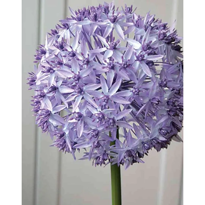 winterfeste pflanztöpfe Neu !! 2.WAHL !! Blumentopf winterfest blau glasiert ø ca. 19 cm aus S – La  Casa main image 0