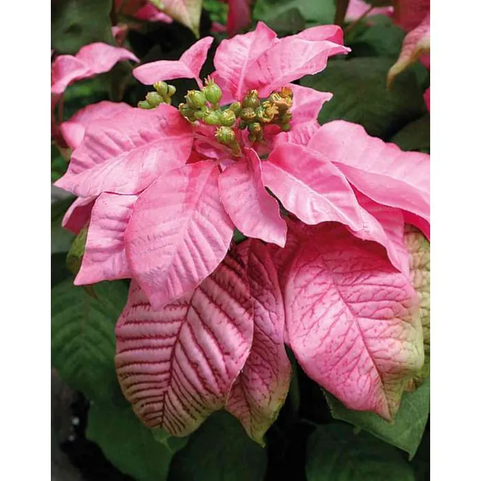Kunstblume Weihnachtsstern BELINAY in Dekoschale, rosa, 60cm, 58cm