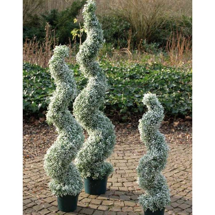 Kunst Buchsbaum Spirale HEINZ, beschneit, Glitzer, 150cm