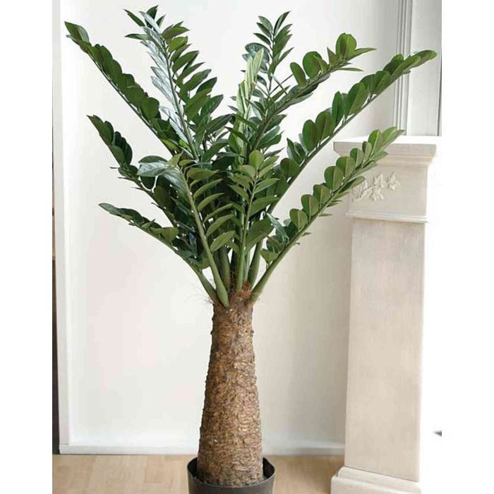 Kunst Zamioculcas Zamiifolia ZARINO, Kunststamm, 160cm