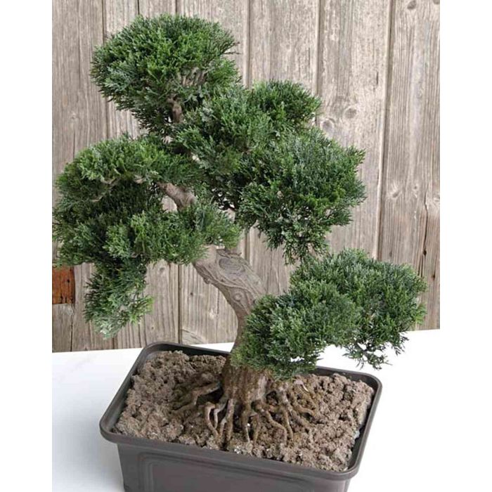 bonsai zalijevanje Bonsai Carmona (sustav za zalijevanje)  Secret Garden Plant Shop