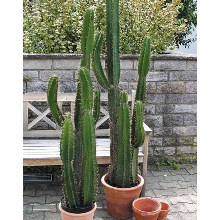 Knstlicher Sulenkaktus KARUSA, grn, 195cm