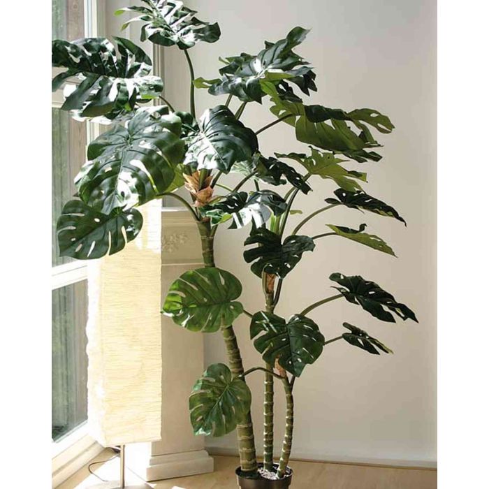 Monstera-Fensterblatt, getopft, 240cm hoch , 4-f, getopft