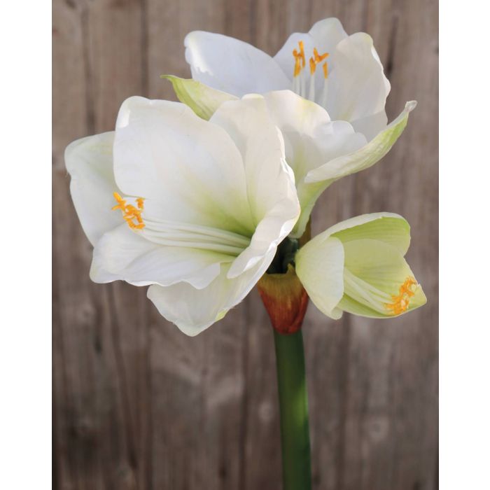 Knstliche Amaryllis YOLANTE, wei-grn, 70cm, 6-13cm