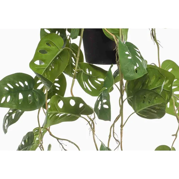 atabapoense philodendron Philodendron atabapoense  Carnivero