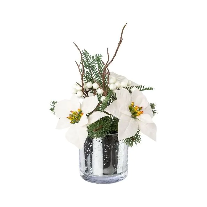 zimmerpflanze mit punkten Begonia Maculata – Trendpflanze mit Punkten