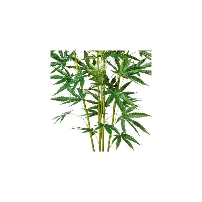 toom thai monstera Monstera Thai Constellation main image 1