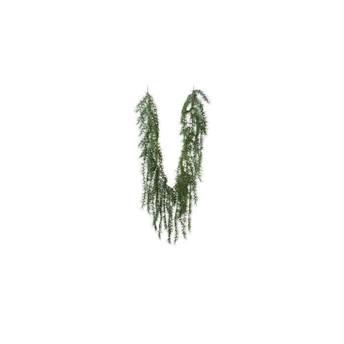 white birkin philodendron Philodendron 'Birkin' Baby