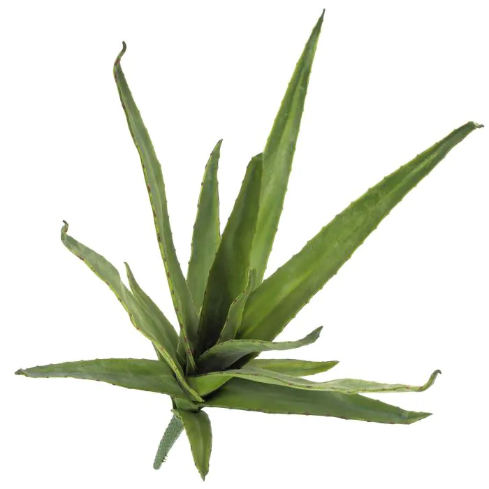 hemp nation agave and lime Australian Gold Hemp Nation Agave & Lime 535 ml. – Bianca Pure Skin