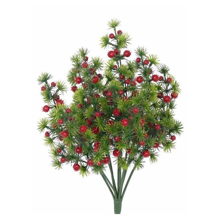 kaktus fx Firestick Cactus 'Red Blaze'