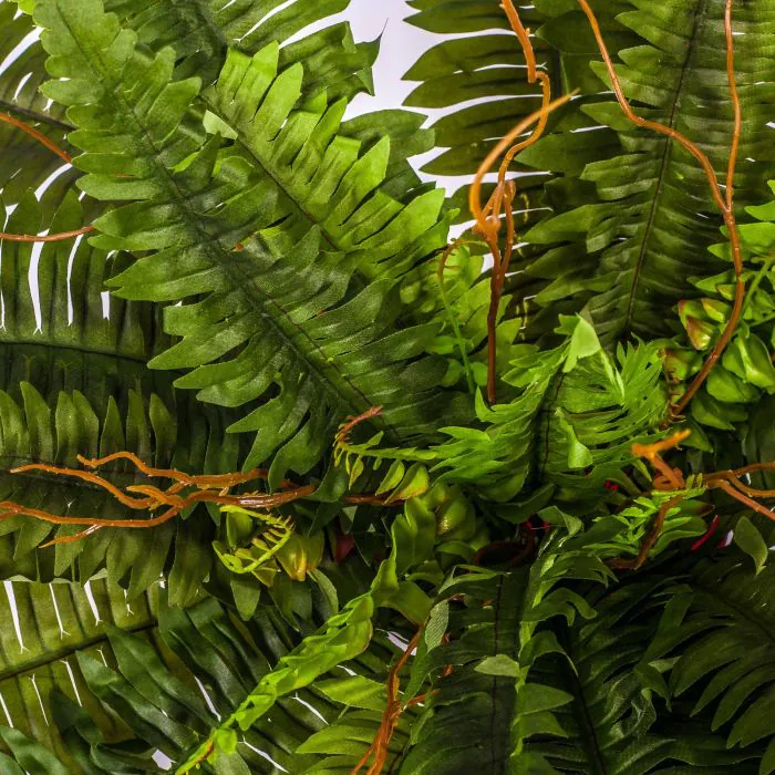 tineke gummibaum Ficus Tineke (Gummibaum) kaufen