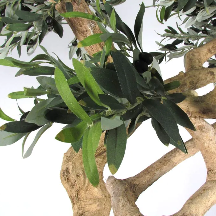 heckenpflanzen taxus baccata Eibe-Hecke (Taxus baccata) kaufen – Mein schöner Garten Shop main image 1