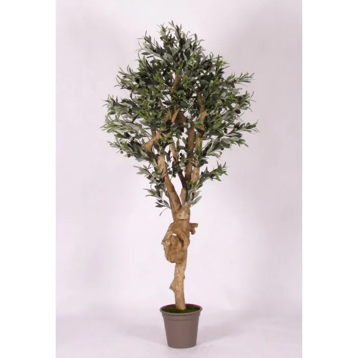 olivenbäume alter knorriger Olivenbaum 150 Jahre – toskanagartenshop main image 1