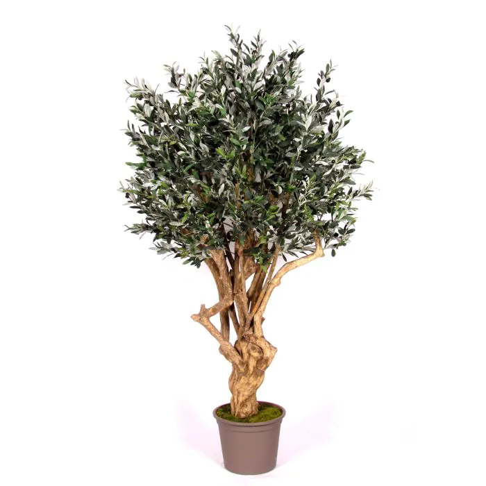 Olivenbaum knstlich COTARIO, Echtstamm, mit Frchten, 200cm - Made in Italy