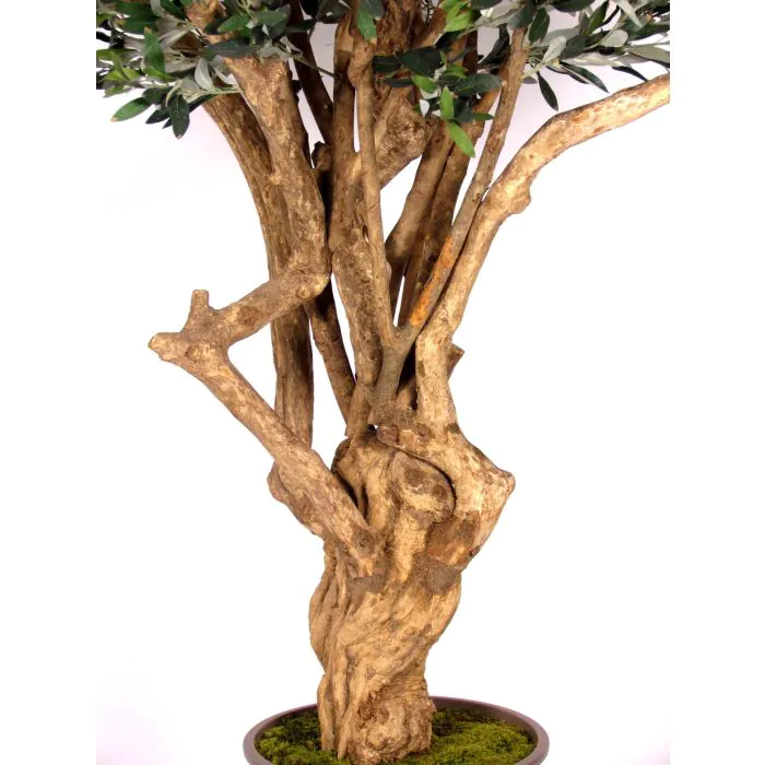 sansevieria mini Star Sansevieria Succulent Plant in White Mini Egg Ceramic Planter wit –  Planting Treasures main image 1