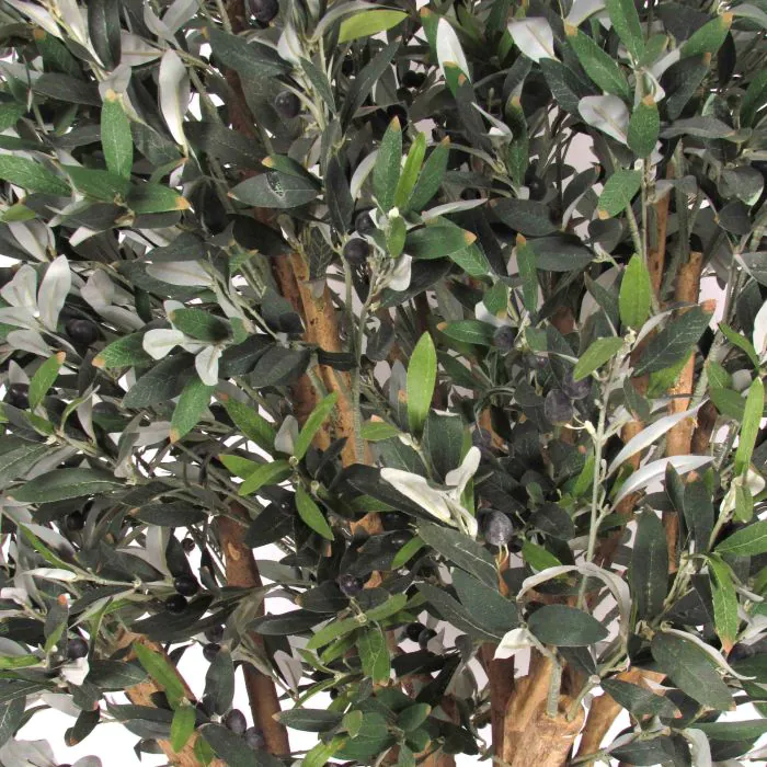 Olivenbaum knstlich COTARIO, Echtstamm, mit Frchten, 200cm - Made in Italy