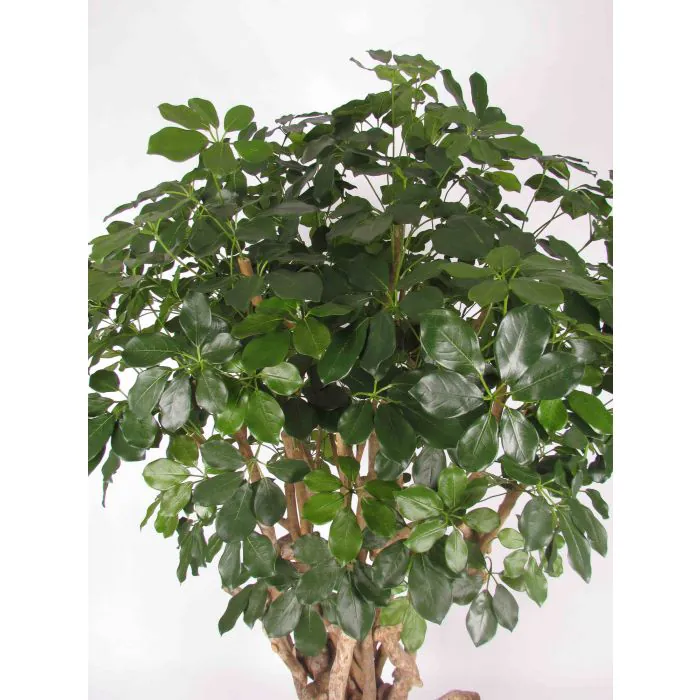 Unechte Schefflera TIERNO, Echtstamm, grn, 200cm - Made in Italy