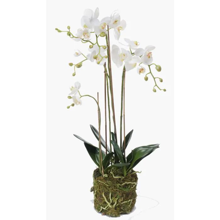 Kunst Phalaenopsis Orchideen Quartett PABLA wei 80cm