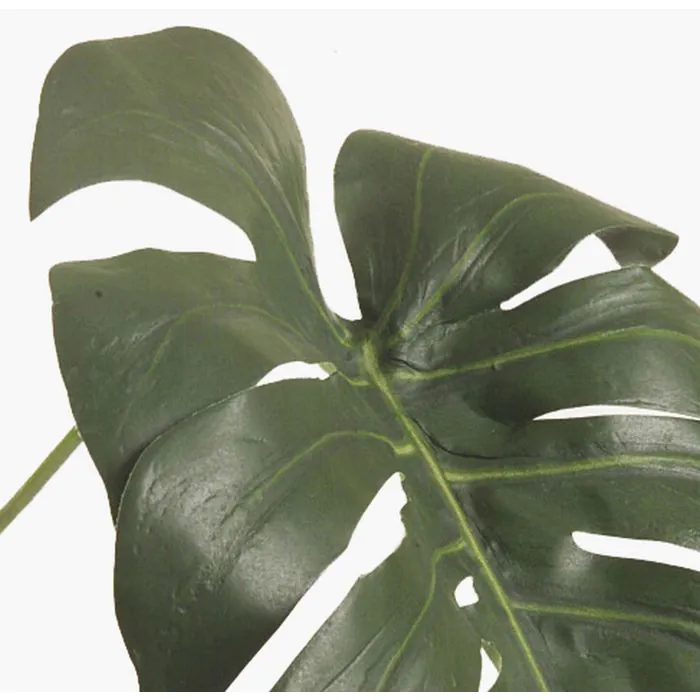poster monstera Monstera Deliciosa Botanical Photography Poster main image 0